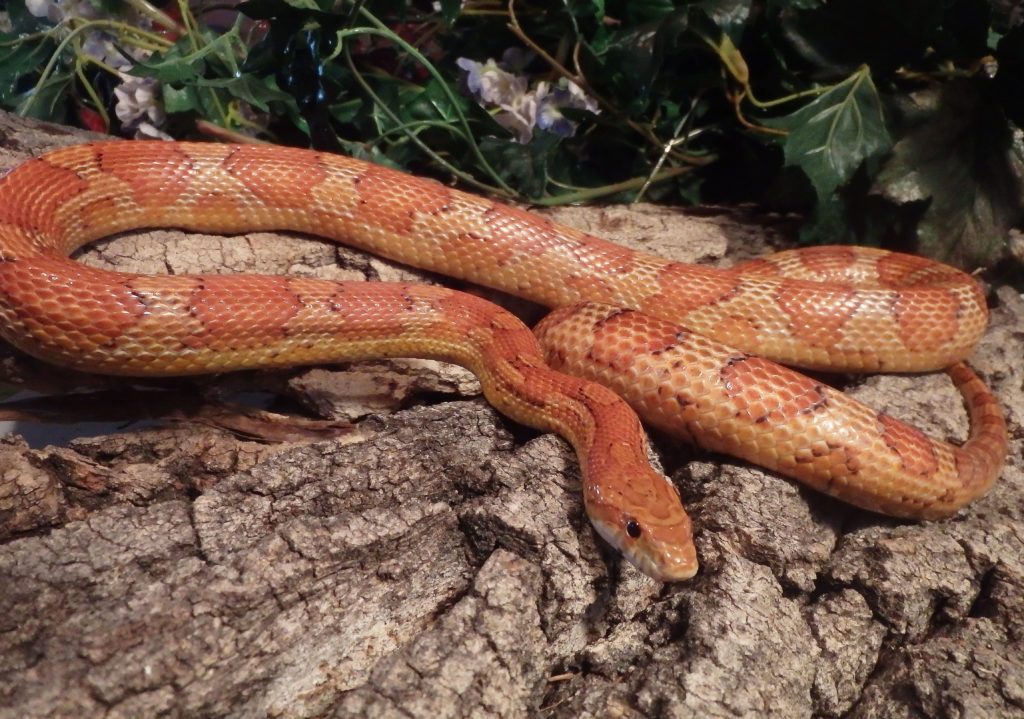 My Husband Is A White Snake